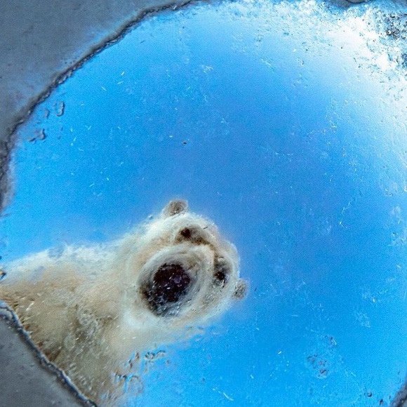 pup99